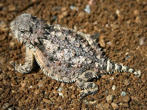 El lagarto cornudo / horned toads. - Physical chemistry 1 acs exam study guide.