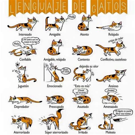 El lenguaje de los gatos / the language of cats. - Daewoo 450 skid steer owners manual.