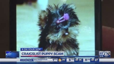 Buy, Sell or Adopt Pets in El Paso. Free Classifieds: Puppies for Sal