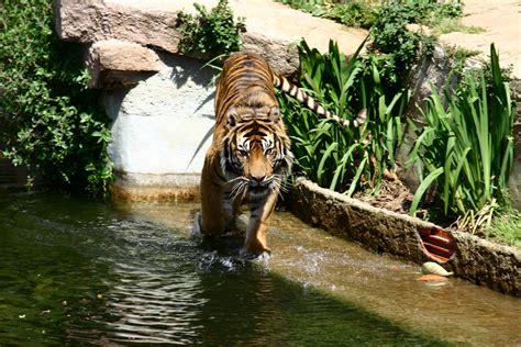 El tigre / tiger (animales del zoologico). - Bmw 3 series touring workshop manual e36.