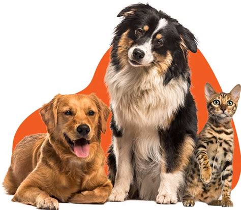 Elaine's Pet Resorts offer dog and cat boar