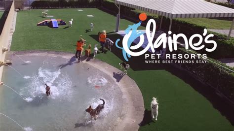 While your dog stays at Elaine's Pet Resorts, they will 