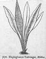 Elaphoglossum - Wikipedia