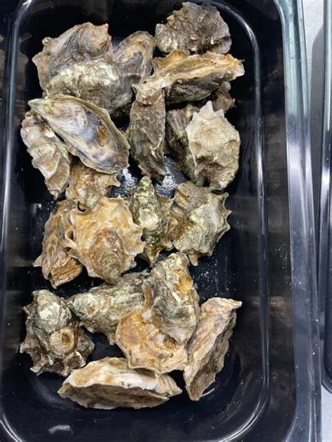 Eld inlet oysters