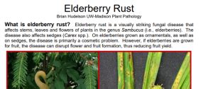 Elderberry Rust – Wisconsin Horticulture