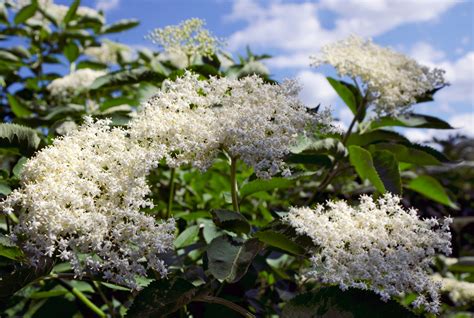 Eldertree - Potentially harmful. Harmful if eaten, fruit/flowers edible if cooked. Wear gloves and other protective equipment when handling. Genus. Sambucus can be herbaceous perennials, deciduous shrubs or small trees, with pinnate leaves and umbels or panicles of small creamy-white flowers followed by red, white or black berries. Name status.