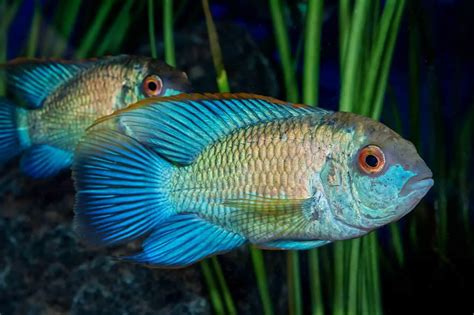 Electric blue acara. Things To Know About Electric blue acara. 