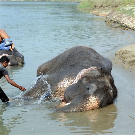 Elephant Breeding Centre (Sauraha) - All You Need to …