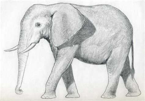 Elephant Drawing Pictures