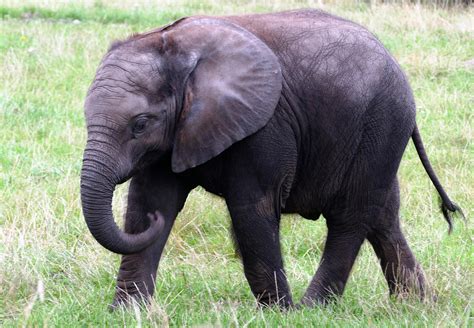 Elephant Free Download