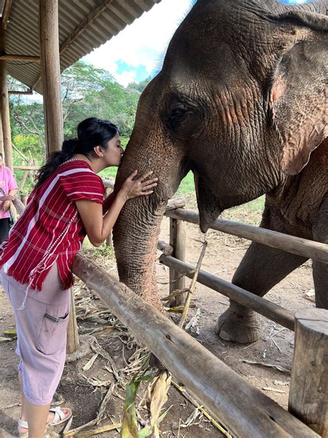 Elephant Personalities and Behaviour - Elephant Freedom