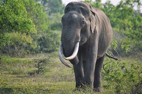 Elephant Rips Handler In Half In Thailand After Being Forced To Carry W…