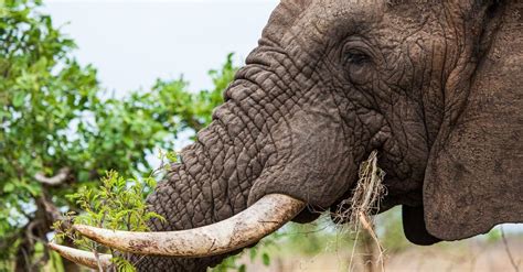 Elephant Tusks: What Are They Made of & What