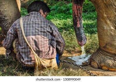 Elephant cums. An elephant ejaculates up to 100 milliliters of liquid — less than half a can of soda — that contains billions of individual sperm. 