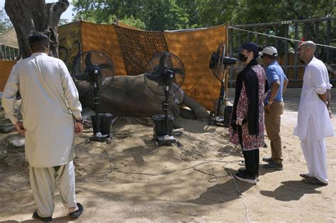 Elephant dies at Pakistani zoo days after procedure