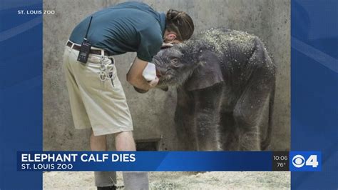 Elephant dies at St. Louis Zoo shortly after dog runs loose and agitates her herd
