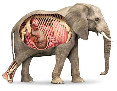 Elephant gestation period. The pregnancy period of elephants is not only fascinating but also holds great significance in the animal kingdom. Spanning an amazing 22 months, it is the longest known gestation period among all land mammals, making each elephant pregnancy a remarkable feat of nature. 