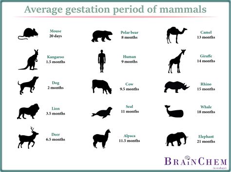Elephant gestation period in months