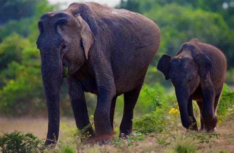 Elephant pregnancy. Things To Know About Elephant pregnancy. 