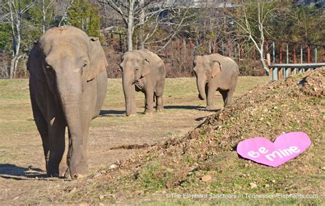 Elephant sanctuary hohenwald tn. Zoo officials announced in 2022 that three aging African elephants would be moved to the Elephant Sanctuary in Hohenwald, Tennessee, a 3000-acre refuge for elephants who are retired from zoos and ... 
