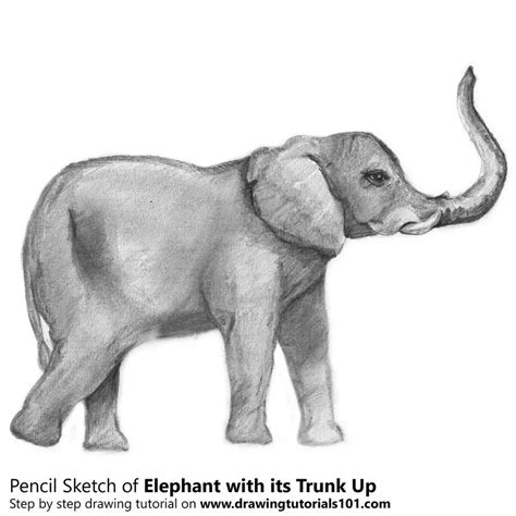 Elephant with its Trunk Up Pencil Drawing How to Sketch Elephant with