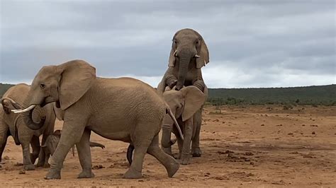 Elephants sex and grils.  What Triggers The Breeding Season For Pascal...