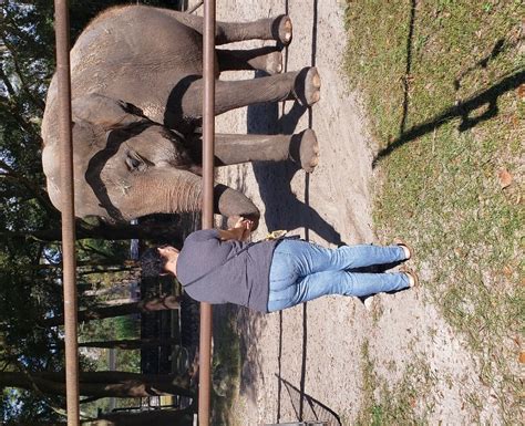 18655 NE 81 St WILLISTON, FL. 32696 (near Gainesville) Click here for directions or call (352) 528-6585. Don't forget to visit our Facebook page! *Reservations Required* Tour Our Ranch! Have you ever seen an elephant up close and personal? If not, here's your chance!. 