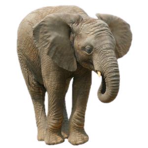This list ranks the best songs with elephant in the name, regardle