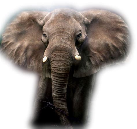 Fun facts about elephants! This elephant learning video for kids is the classroom edition of our elephant video. The classroom edition videos feature the lea...