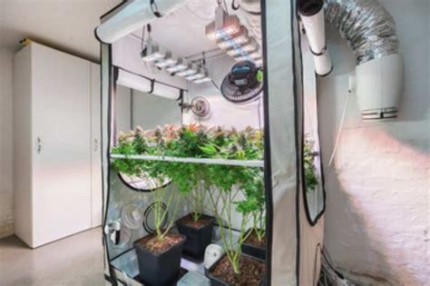 Elevate Your Indoor Grow: Best Grow Lights for 4x4 Tent That Amplify Your Yields