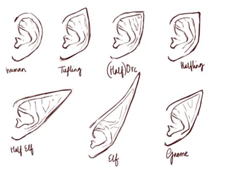Elf Ear Drawings