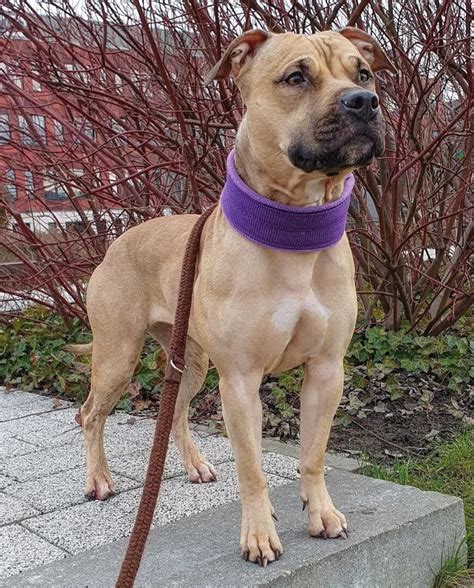 Eli bloodline pitbulls for sale. .  <a href=https://id.paykar.tj/assets/images/...