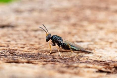 🍌 Elinaex Onlyfans Leaked +18