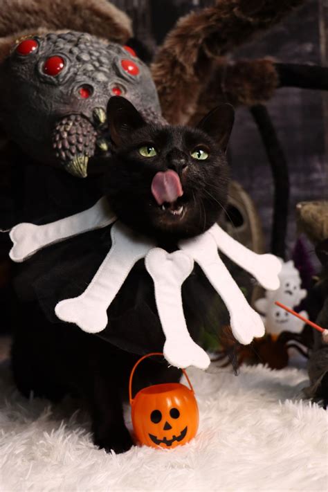 Elizabeth Marter Onlyfans Leaked XXX 🍆 213 Vids