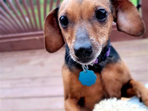 Elizabethtown, PA - Dachshund/Miniature Pinscher. Meet Jiggy a …