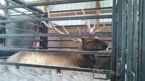 Elk, Raymondville, MO Splitlimb Ranch