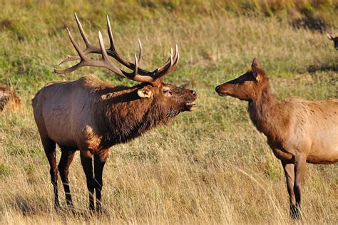 Elk and elk. Elk moved across the Bering Strait from Asia at least 120,000 years ago. Elk arrived in northern Colorado about 8,000–10,000 years ago. They came to southern Colorado about 4,000–5,000 years ago. The North American elk is a gregarious grazer. They feed on grasses. Winter elk herds are large. They range from fifty to … 