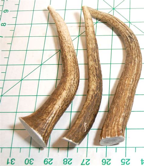 Elk antlers for puppies. Product made in the USA for a quality chew you can trust. These all-natural antlers contain only real ingredients and no fillers, artificial colors, flavors, or preservatives for the highest quality treats and snacks you can give to your pet. A natural source of calcium, phosphorous and other nutrients for bone and teeth formation. 