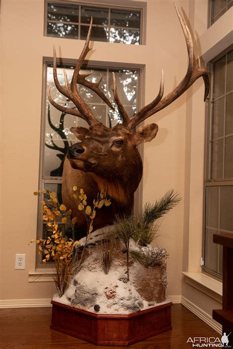 It's one of the best elk mount ideas on this list. 4. Elk Antler Mount. Watch this video tutorial and learn how to mount elk antlers onto a traditional shield-shaped wooden plaque. It makes your living space or cabin stand out in the neighborhood. 5. Elk Pedestal Mount naberstaxidermy. Highlighted by a large elk, plants, driftwood, and a ...