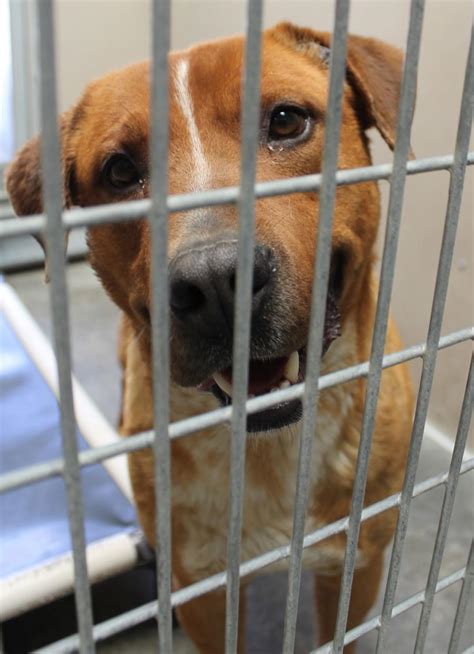 ELKO — Six pets found new homes within the first hour of this weekend’s free adoption days at the Elko Animal Shelter, going on April 27-28. . 