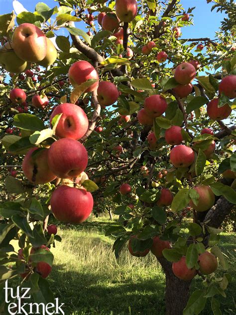 Elmaagaci Halı ve Koltuk Yıkama