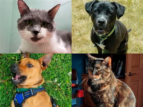 Elmbrook humane society. Hurry! This is your final chance to secure tickets for the Elmbrook Humane Society's 60th Anniversary Gala, Saturday, April 6th. Grab your tickets now and explore sponsorship opportunities at ... 
