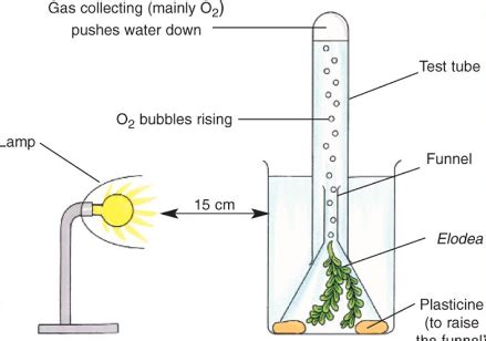 Elodea plant experiment.  The data indicated that higher light intensity correlates with i...