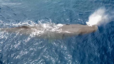 Elusive sperm whales hanging around Southern California coast 