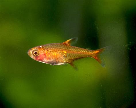 Ember Tetras - Aquatic Arts on sale today for $ 9.99