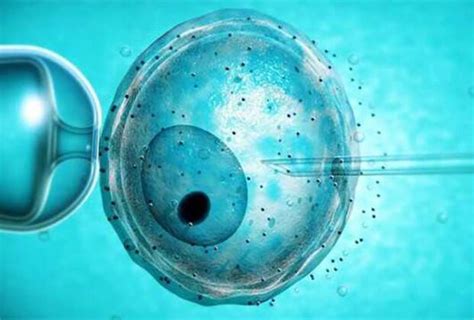 Embriyo Donasyonu Dunyaivf.