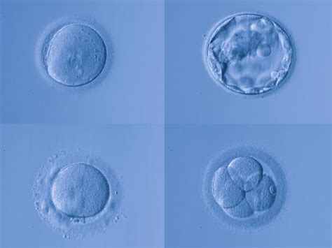 Embriyo kalitesi nasıl anlaşılır