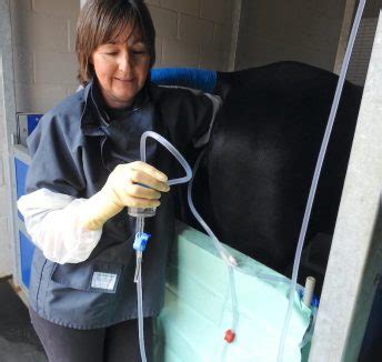 Embryo Transfer (ET) Rossdales Veterinary Surgeons