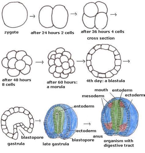 Embryology - Plant and animal - AntroVista