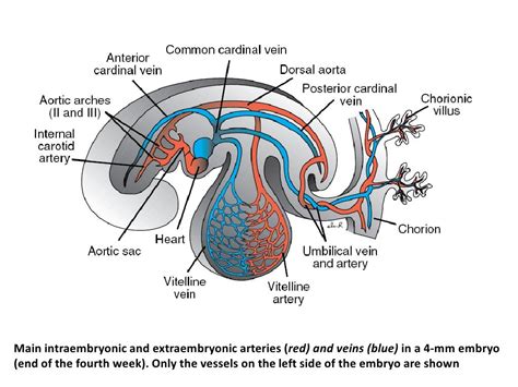 Embryology Of The Heart HEART DISEASE...EXERCISE VS DRUGS The
